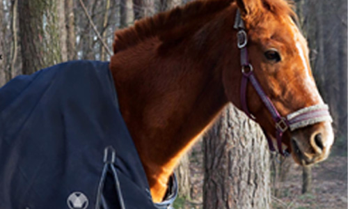 Horse Wear